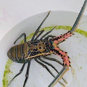 画像: 《近海産甲殻類》ゴシキエビ(画像の個体です) …ハンドコート採取