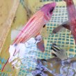 画像6: 《近海産海水魚》【レア捕獲】スミツキカノコ(画像の個体です)…ハンドコート