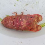 画像: 《近海産甲殻類》セミエビ（1匹)SMサイズのフリー個体…ハンドコート採取