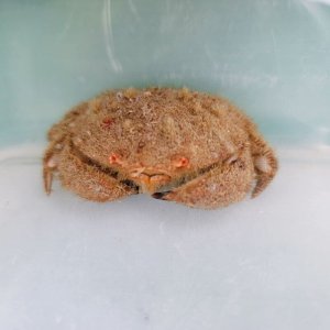 画像: 《近海産甲殻類》タマオウギガニ？（画像の個体です）…ハンドコート採取