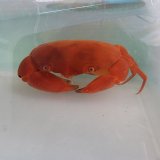 画像: 《近海産甲殻類》ユウモンガニ(画像の個体です)…ハンドコート採取