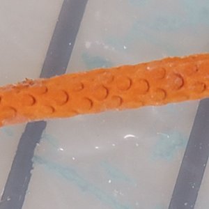 画像: 《近海産海洋生物》ムチヤギ(画像の個体です)…ハンドコート採取