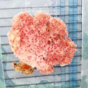 画像: 《近海産海洋生物》トゲトサカの仲間