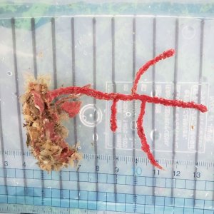 画像: 《近海産海洋生物》アカヤギの仲間（ホワイトポリプ）