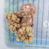 画像: 《近海産海洋生物》キバナトサカ（土台付き）