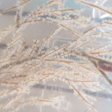画像: 《近海産海洋生物類》ウミカラマツ(画像の個体です)