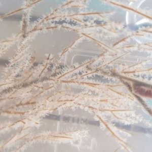 画像: 《近海産海洋生物類》ウミカラマツ(画像の個体です)