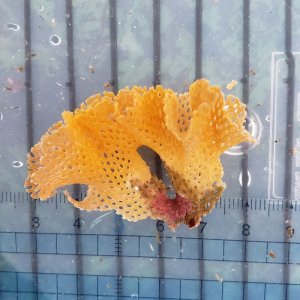画像: 《近海産海洋生物》ミサキアミコケムシ