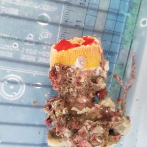 画像: 《近海産海洋生物》ハナタテ　オレンジ系