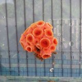 画像: 《近海産海洋生物》タバネイボヤギ