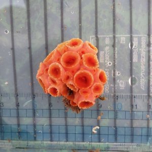 画像: 《近海産海洋生物》タバネイボヤギ