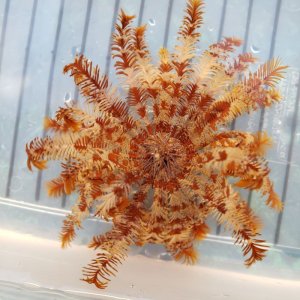 画像: 《近海産海洋生物》ヒガサウミシダ