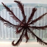 画像: 《近海産海洋生物》オオウミシダ