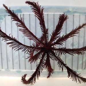 画像: 《近海産海洋生物》オオウミシダ