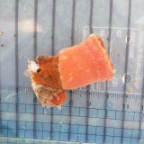 画像: 《近海産海洋生物》ハナタテ（？）