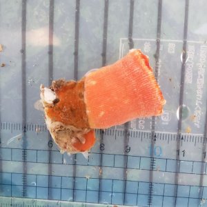 画像: 《近海産海洋生物》ハナタテ（？）
