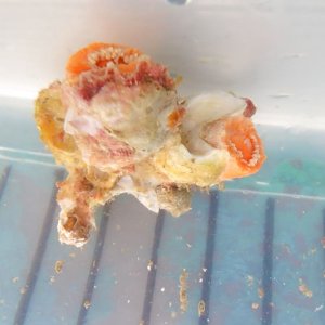 画像: 《近海産海洋生物》シロバナキサンゴ