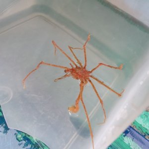 画像: 《近海産甲殻類》トゲミズヒキガニ属の1種（鋏足欠損）画像の個体です…ハンドコート採取