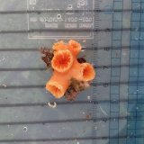 画像: 《近海産海洋生物》オオイボヤギ（？）