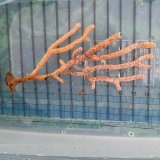 画像: 《近海産海洋生物》フトヤギ（オレンジ系）