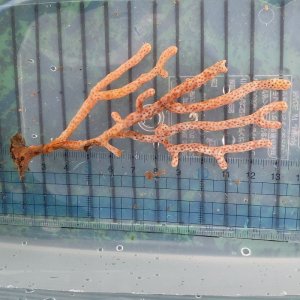 画像: 《近海産海洋生物》フトヤギ（オレンジ系）