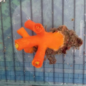画像: 《近海産海洋生物》エントウキサンゴ