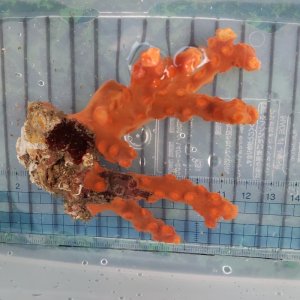 画像: 《近海産海洋生物》オノミチキサンゴ