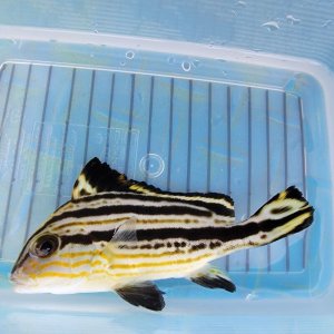 画像: 《近海産海水魚》コロダイ（1匹）…ハンドコート採取