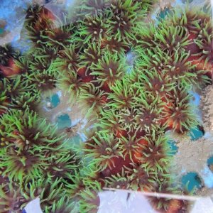 画像: 《近海産海洋生物》ナンヨウキサンゴ…ポリプ開花でおすすめです！！