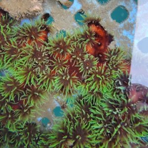 画像: 《近海産海洋生物》ナンヨウキサンゴ…ポリプ開花でおすすめです！！