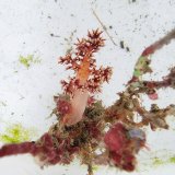 画像: 《近海産海洋生物》朽ち木(トゲトサカ、コケムシ活着)…ハンドコート採取