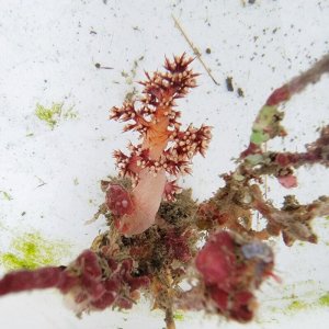 画像: 《近海産海洋生物》朽ち木(トゲトサカ、コケムシ活着)…ハンドコート採取