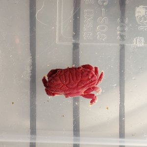 画像: 《近海産甲殻類》【珍】ムラサキベニオウギガニのベビー…当店ハンドコート採取