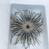 画像: 《近海産海洋生物》ウミシダの仲間…ハンドコート採取