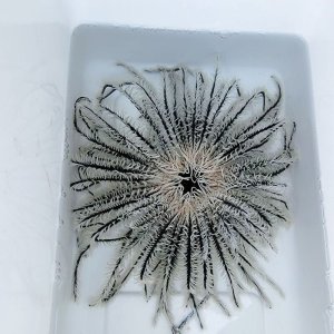画像: 《近海産海洋生物》ウミシダの仲間…ハンドコート採取
