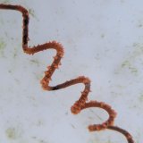 画像: 《近海産海洋生物類》【珍種】ネジレカラマツ(10センチカット物)