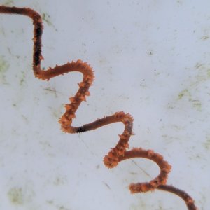 画像: 《近海産海洋生物類》【珍種】ネジレカラマツ(10センチカット物)
