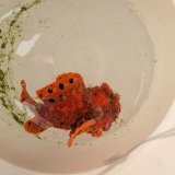 画像: 《近海産海水魚》【激美】オオモンカエルアンコウ（画像の個体です）…ハンドコート採取