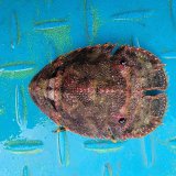 画像: 《近海産甲殻類》ゾウリエビ(Sサイズ)のフリー個体…ハンドコート採取