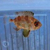 画像: 《近海産海水魚》ミナミキントキ（Sサイズ）…ハンドコート採取