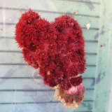 画像: 《近海産海洋生物》トゲトサカの仲間　ワインレッド（画像の個体です)