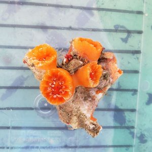 画像: 《近海産海洋生物》シロバナキサンゴ（画像の個体です)
