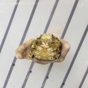 画像: 《近海産甲殻類》カイカムリの一種（画像の個体です）…ハンドコート採取