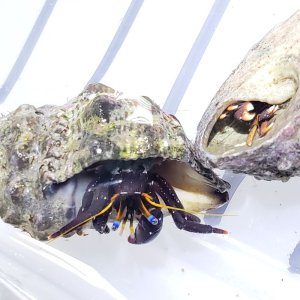 画像: セグロサンゴヤドカリ