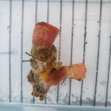 画像: 《近海産海洋生物》ハナタテ（？）（画像の個体です)