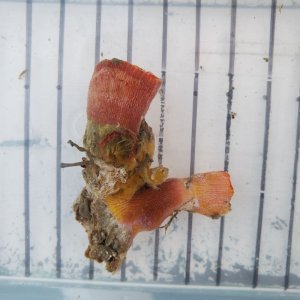 画像: 《近海産海洋生物》ハナタテ（？）（画像の個体です)