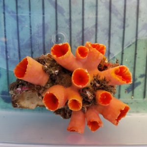 画像: 《近海産海洋生物》オオエダキサンゴ（画像の個体です)