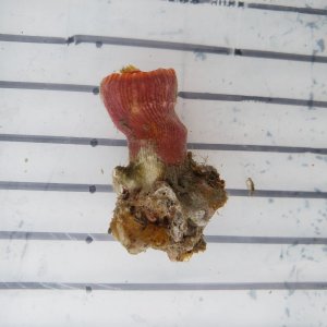 画像: 《近海産海洋生物》ハナタテ（？）（画像の個体です)