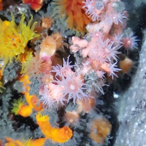 画像: 《近海産海洋生物》ボシュマキサンゴ（画像の個体です)