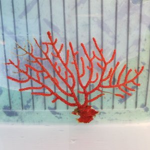 画像: 《近海産海洋生物》[珍] ヤギの一種 レッド （画像の個体です)